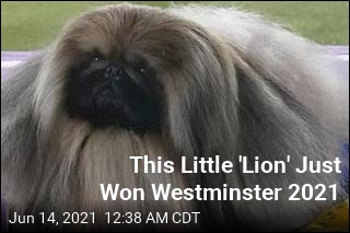 You&#39;re Looking at the Dog That Won Westminster 2021