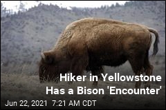 Hiker Suffers &#39;Significant&#39; Injuries From Yellowstone Bison
