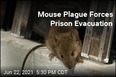 Mouse Plague Forces Prison Evacuation