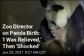 Zoo Shocked by Birth of Twin Panda Cubs