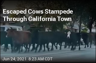 Escaped Cows Stampede Through California Town