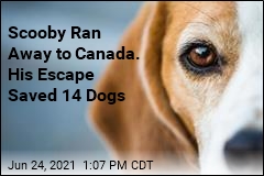 14 Beagles Rescued After One Runs Away to Canada