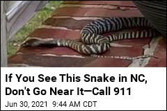 Snake That Can Spit Poison 9 Feet Is on the Loose