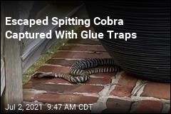 Escaped Spitting Zebra Cobra Is Now in State Custody