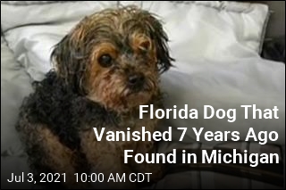 Florida Dog That Vanished 7 Years Ago Found in Michigan