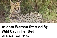 Atlanta Woman Startled By Wild Cat in Her Bed