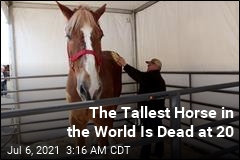 The Tallest Horse in the World Is Dead at 20