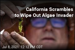 California Scrambles to Wipe Out Algae Invader
