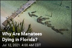 Why Are Manatees Dying in Florida?