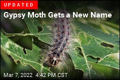 Gypsy Moth Is Being Renamed