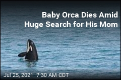 Baby Orca Dies Amid Huge Search for His Mom
