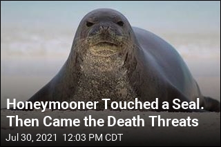 Honeymooner Touched a Seal. Then Came the Death Threats