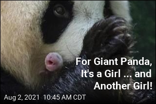 Giant Panda Has Rare Twins