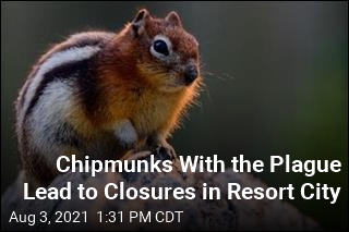 Chipmunks With the Plague Lead to Closures in Resort City