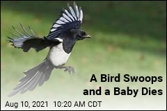 A Bird Swoops and a Baby Dies
