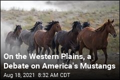 On the Western Plains, a Debate on America&#39;s Mustangs