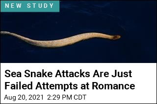 Sea Snakes Attacking Divers Are Just Looking for Love