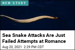 Sea Snakes Attacking Divers Are Just Looking for Love