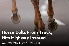 Horse Bolts From Track, Hits Highway Instead