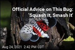 Official Advice on This Bug: &#39;Squash It, Smash It&#39;