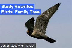 Study Rewrites Birds' Family Tree