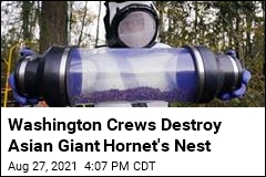 Crews Take Out Nest in Fight Against Asian Giant Hornets