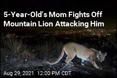 5-Year-Old&#39;s Mom Fights Off Mountain Lion Attacking Him in Yard