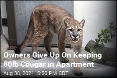 80lb Cougar Surrendered From NYC Apartment
