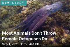 Female Octopuses Will Throw Stuff at Bothersome Males