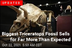Largest Known Triceratops Fossil Is Up for Grabs
