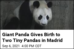 Giant Panda Give Birth to Two Tiny Pandas in Madrid