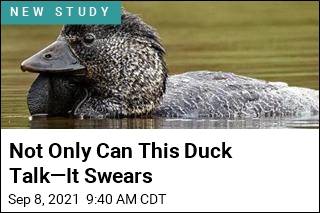 Not Only Can This Duck Talk&mdash;It Swears