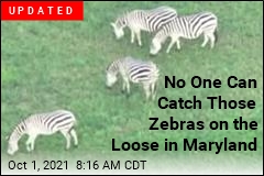 &#39;Dazzle&#39; of Striped Fugitives on the Loose in Maryland
