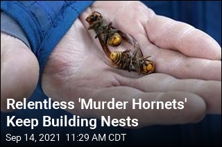 Relentless &#39;Murder Hornets&#39; Keep Building Nests