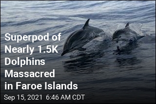 Superpod of Nearly 1.5K Dolphins Slaughtered in Faroe Islands