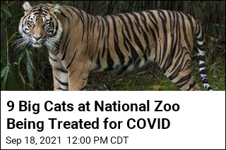Big Cats at DC&#39;s National Zoo Being Treated for COVID