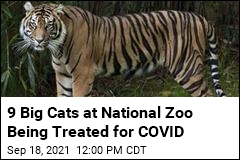 Big Cats at DC&#39;s National Zoo Being Treated for COVID