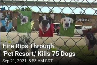 Heartbreak as Fire at &#39;Pet Resort&#39; Kills 75 Dogs
