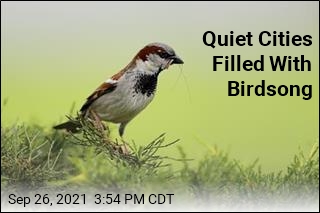 Quiet Cities Filled With Birdsong