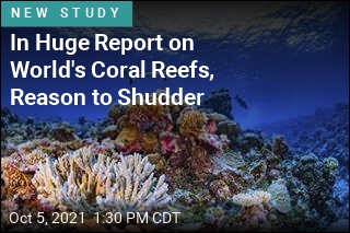 In Huge Report on World&#39;s Coral Reefs, Reason to Shudder