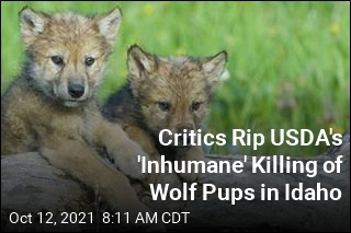 USDA&#39;s &#39;Lethal Control&#39; of Wolf Pups Wins Few Friends