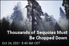 10K Sequoia Trees Face The Axe After Wildfires