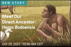 Meet Our Direct Ancestor: Homo Bodoensis