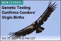 Researchers Document First Virgin Births by Condors