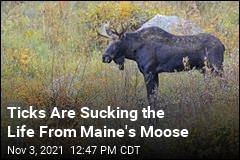Maine&#39;s Plan to Save Its Moose Involves Killing Them