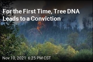 Tree DNA Helps Convict Timber Poacher