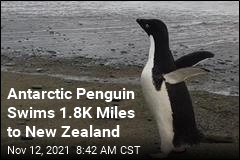 Antarctic Penguin Swims 1.8K Miles to New Zealand