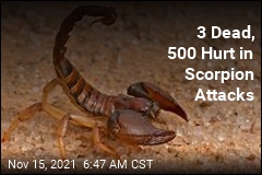 3 Dead, 500 Hurt in Scorpion Attacks