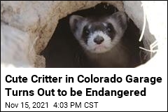 Cute Critter in Colorado Garage Turns Out to be Endangered