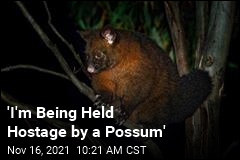 &#39;I&#39;m Being Held Hostage by a Possum&#39;